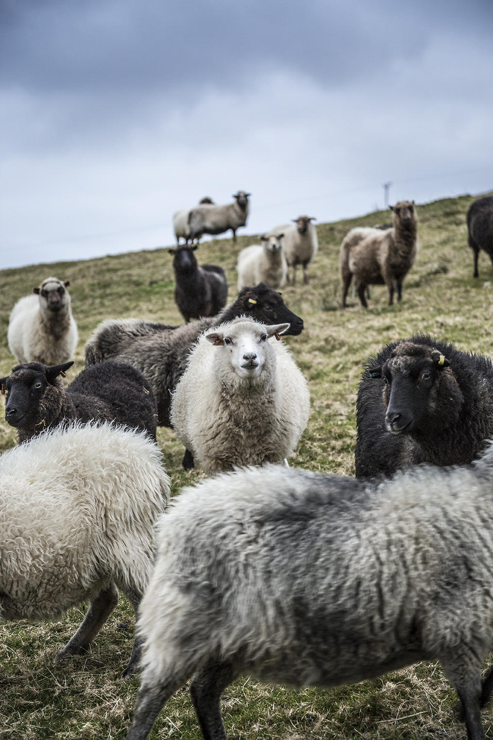 Shetland Oo: Wool, Textiles, Work