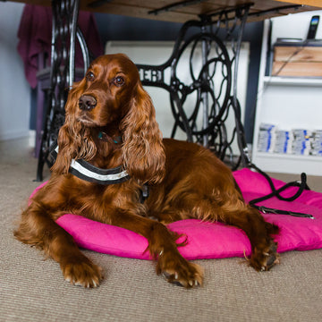 Peaches the Irish Setter, A Yarn Story