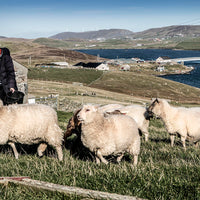 Shetland Oo: Wool, Textiles, Work