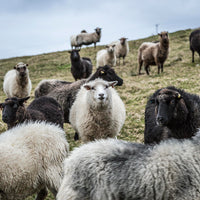 Shetland Oo: Wool, Textiles, Work